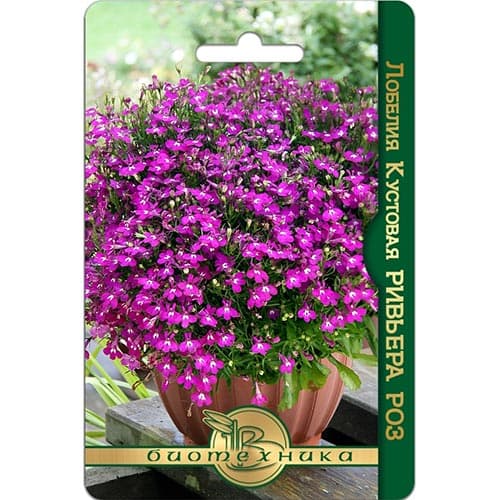 Лобелия кустовая Ривьера Роз, семена изображение 1 артикул 91590