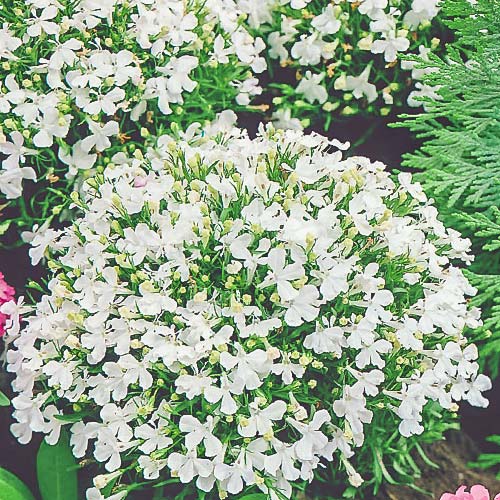 Лобелия Ривьера Белая изображение 1 артикул 81356