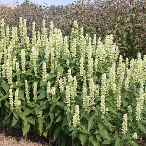 Лофант анисовый Снежок Русский огород НК изображение 1 артикул 69894