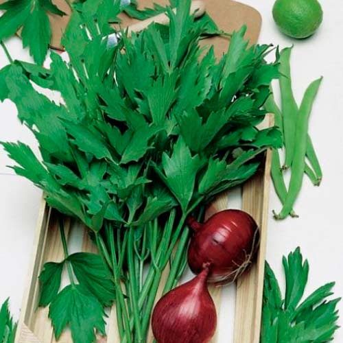 Любисток Удалец, семена изображение 1 артикул 65910