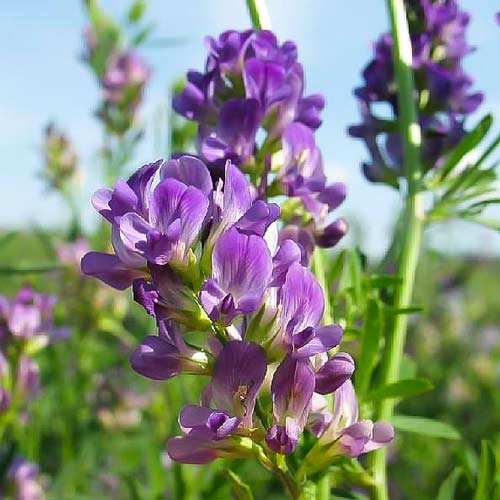 Люцерна, семена изображение 1 артикул 65690