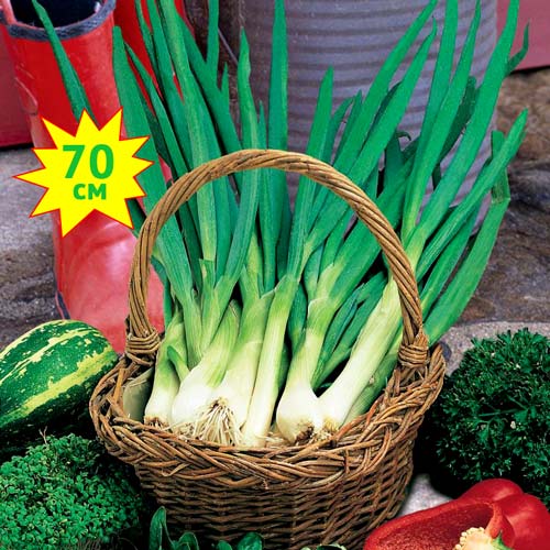 Лук Батун РР, семена изображение 1 артикул 7714