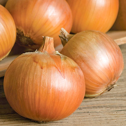 Лук репчатый метелица Premium Seeds изображение 1 артикул 83757