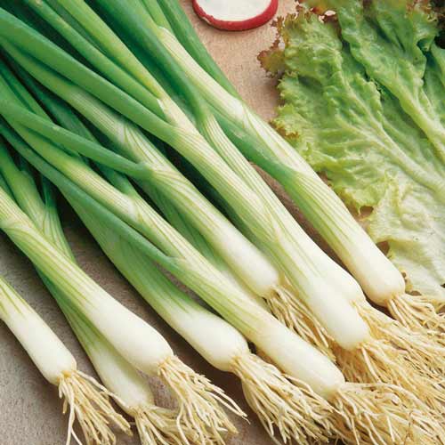 Лук на зелень Изумрудный изображение 1 артикул 66633