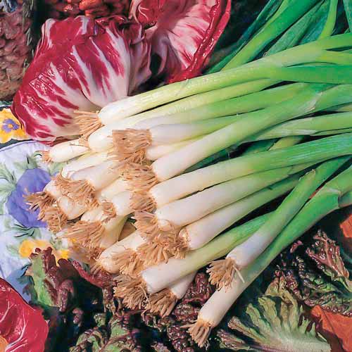 Лук на зелень Перформер изображение 1 артикул 71378