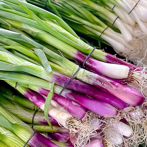 Лук на зелень Первые витамины Premium Seeds изображение 1 артикул 83762