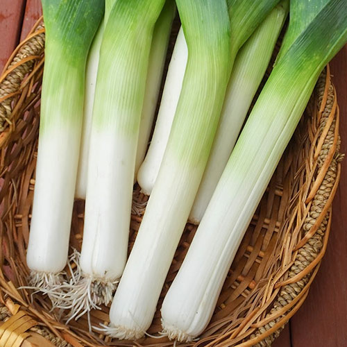 Лук на зелень Пучковой Premium Seeds изображение 1 артикул 83763