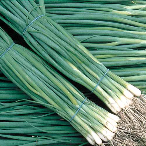 Лук на зелень Шашлычный изображение 1 артикул 65339