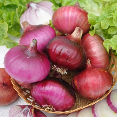 Лук репчатый Даниловский, семена артикул фото 1 Лук репчатый Даниловский, семена изображение 1 артикул 65341