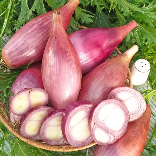 Лук репчатый Карамель изображение 1 артикул 69895