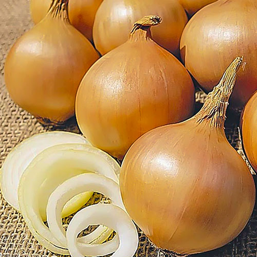 Лук репчатый Колобок Уральский дачник изображение 1 артикул 83057