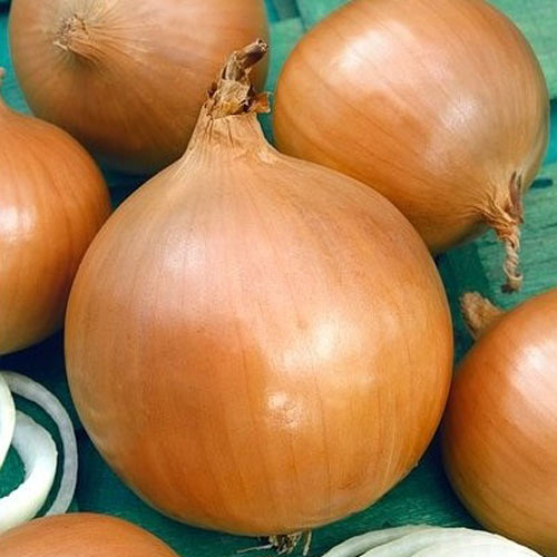 Лук репчатый Навигатор изображение 1 артикул 69789