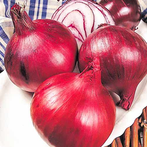 Лук репчатый Прометей изображение 1 артикул 69790