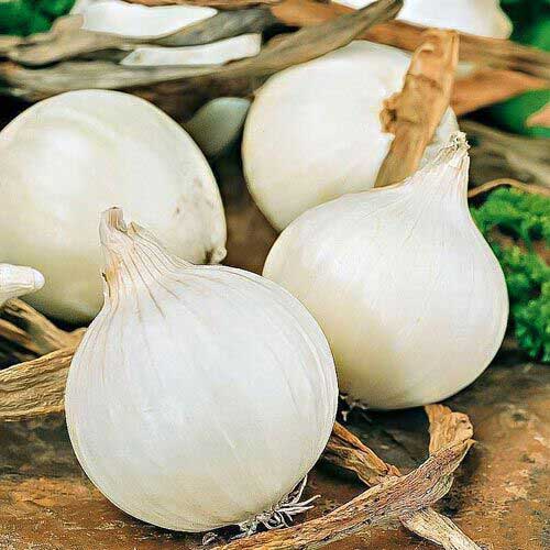 Лук репчатый Серебрянный принц Русский огород НК изображение 1 артикул 69898