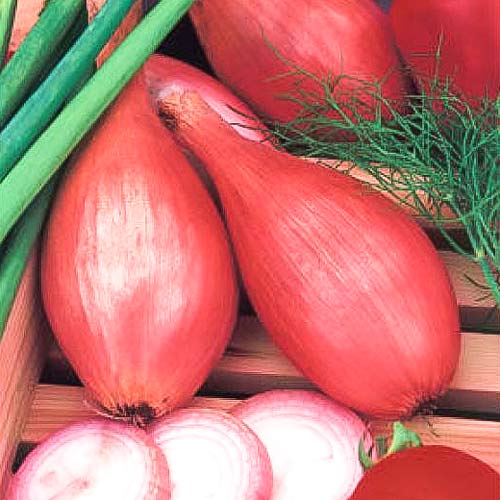 Лук репчатый Шаман, семена изображение 1 артикул 65115