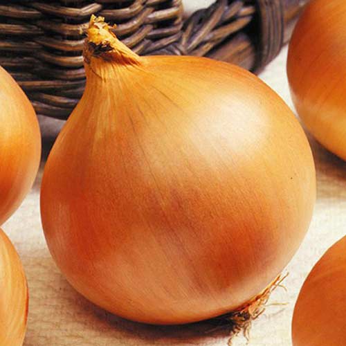 Лук репчатый Сибирский крепыш F1 изображение 1 артикул 71748