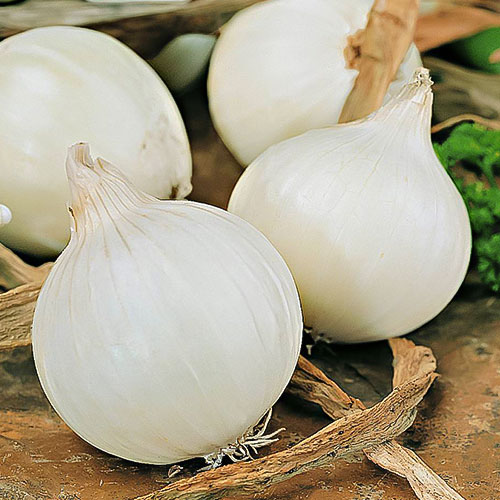 Лук репчатый Снежный шар F1 Уральский дачник изображение 1 артикул 84956