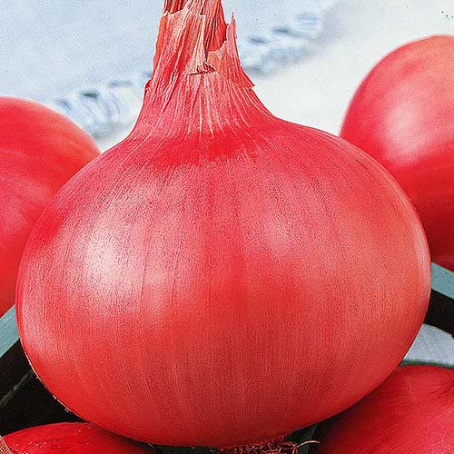 Лук репчатый Розовый фламинго F1 изображение 1 артикул 71905