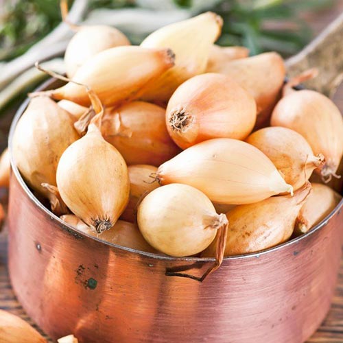 Лук шалот Семейный изображение 1 артикул 74179