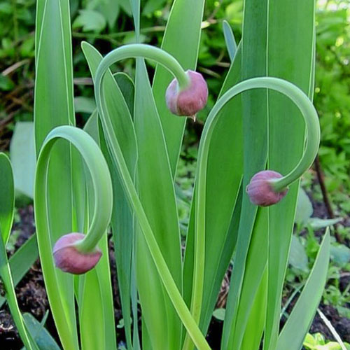 Лук слизун Витаминная поляна Premium Seeds изображение 1 артикул 83764