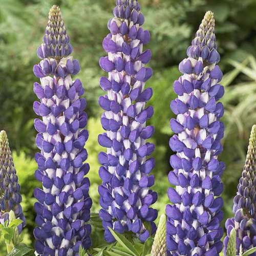 Люпин Блю артикул фото 1 Люпин Блю изображение 1 артикул 76125