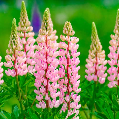 Люпин Пинк изображение 1 артикул 76326