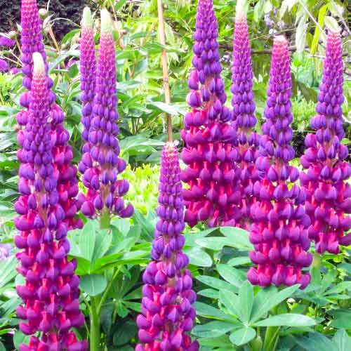 Люпин Пурпл изображение 1 артикул 70440