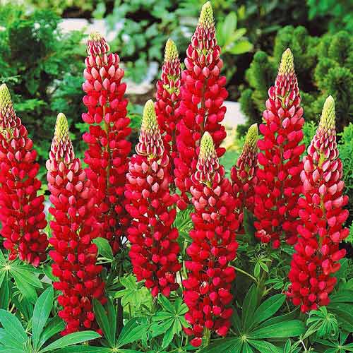 Люпин Ред изображение 1 артикул 76327