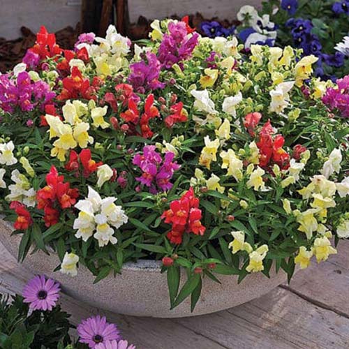 Люпин Тутти-фрутти, смесь окрасок Русский огород НК артикул фото 1 Люпин Тутти-фрутти, смесь окрасок Русский огород НК изображение 1 артикул 69950