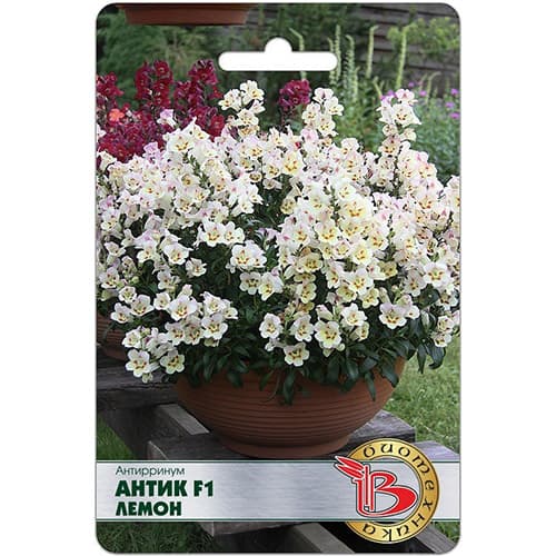 Львиный зев (антирринум) Антик Лемон F1 Биотехника артикул фото 1 Львиный зев (антирринум) Антик Лемон F1 Биотехника изображение 1 артикул 97310