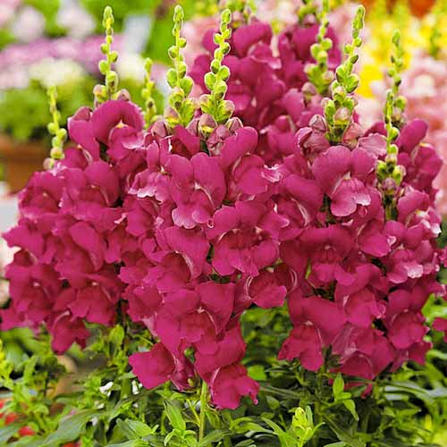 Львиный зев Цветочный дождь Кримсон F1 изображение 1 артикул 71474