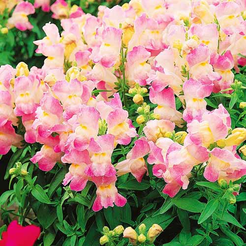 Львиный зев Цветочный дождь Лаванда Биколор F1 изображение 1 артикул 71475