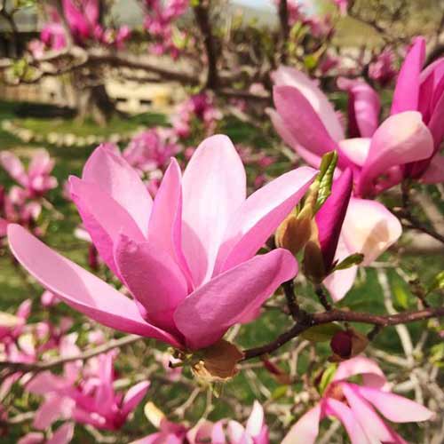 Магнолия Бетти изображение 1 артикул 3921