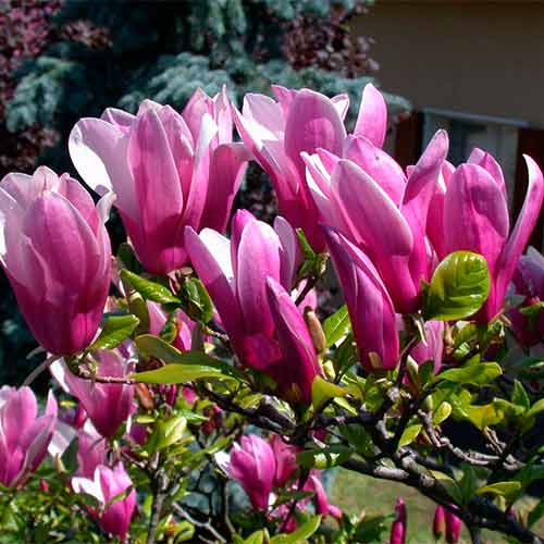 Магнолия Джордж Генри Керн изображение 1 артикул 2334