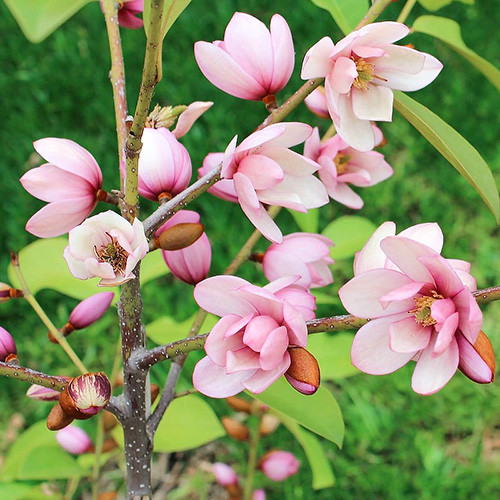 Магнолия Фейри Блаш изображение 1 артикул 4010