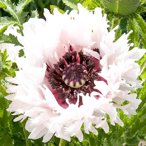 Мак восточный Раффлс Мисс Пигги изображение 1 артикул 76343