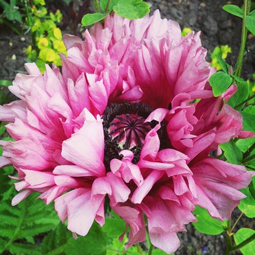 Мак восточный Раффлс Пэтти изображение 1 артикул 76344