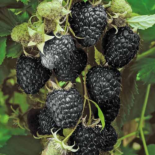 Малина черная Блэк Джевел изображение 1 артикул 7549