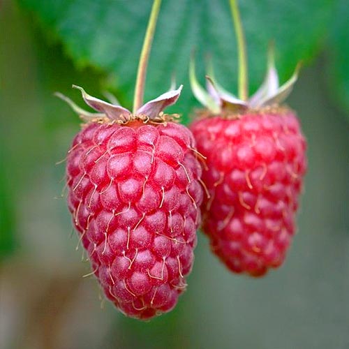 Малина ремонтантная Геракл изображение 2 артикул 7534