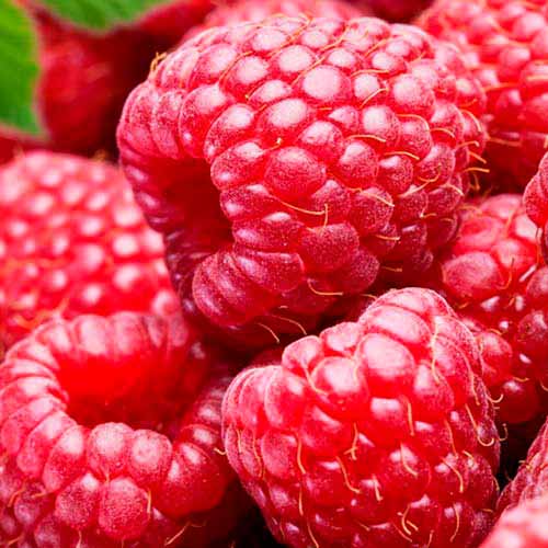 Малина крупноплодная Гигант рубиновый изображение 2 артикул 7524