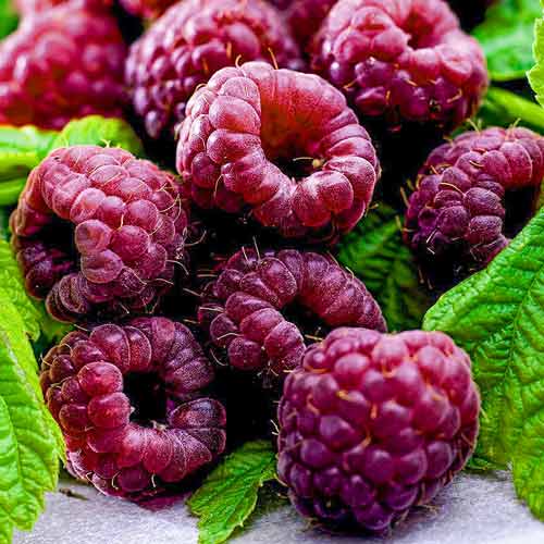 Малина фиолетовая Глен Кое изображение 1 артикул 7548