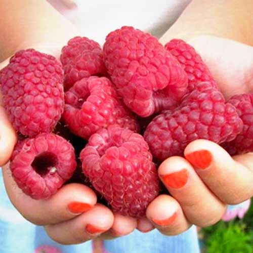 Малина ремонтантная Каскад Делайт изображение 1 артикул 7530