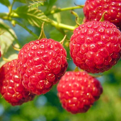 Малина ремонтантная Каскад Делайт изображение 2 артикул 7530