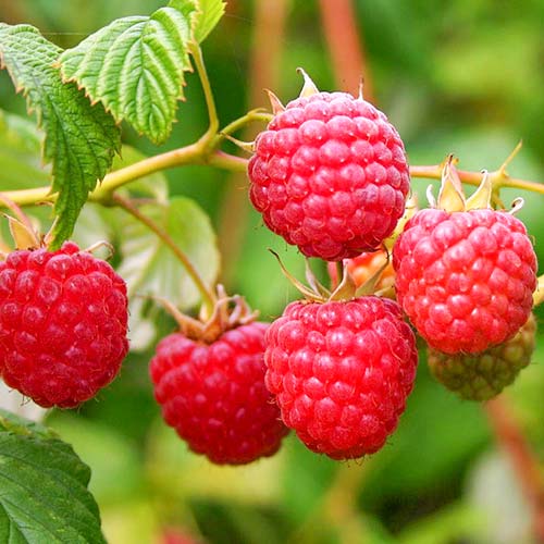 Малина крупноплодная Бальзам изображение 1 артикул 4358