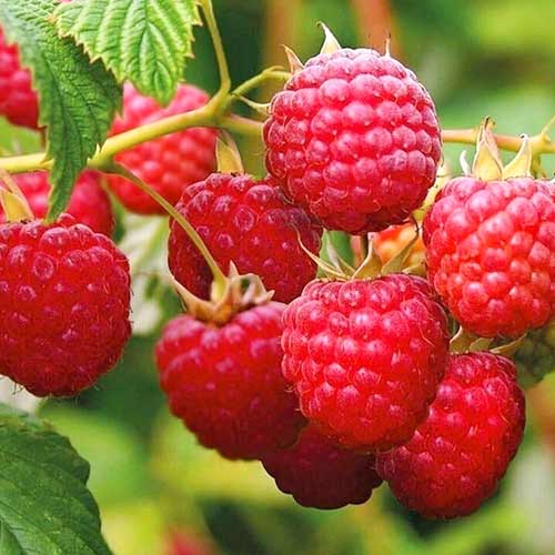 Малина крупноплодная Фентези изображение 1 артикул 4356