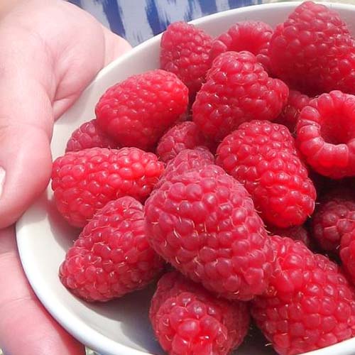 Малина крупноплодная Гигант Московский изображение 1 артикул 4347