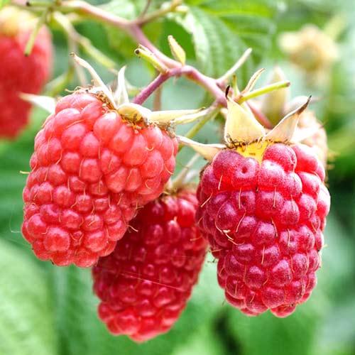 Малина крупноплодная Глен Ампл изображение 1 артикул 7633