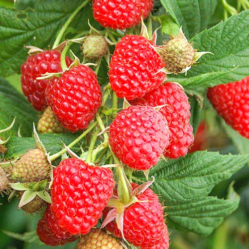 Малина крупноплодная Гордость России изображение 1 артикул 4348