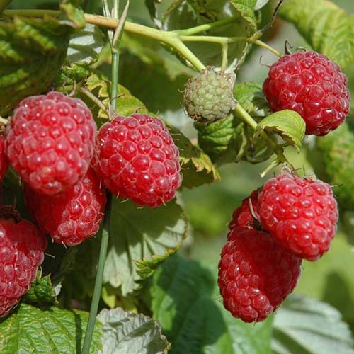 Малина крупноплодная Гусар изображение 1 артикул 7677