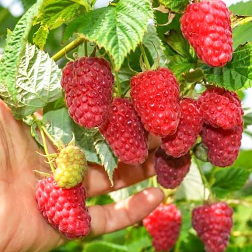 Малина крупноплодная Краса России изображение 1 артикул 4350